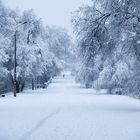 Le matin et la premiere neige