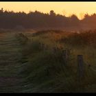 " Le matin sur la dune "