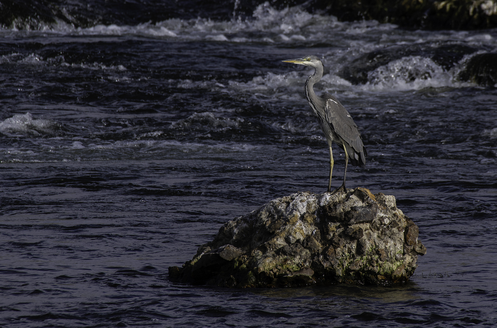 Le maître ès pêche en son domaine ligérien  (Ardea cinerea, héron cendré)