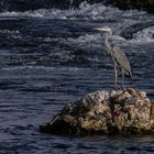 Le maître ès pêche en son domaine ligérien  (Ardea cinerea, héron cendré)