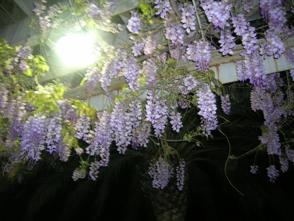 le mauve de la glycine