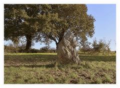 le menhir