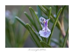 Le meraviglie dell'Orto
