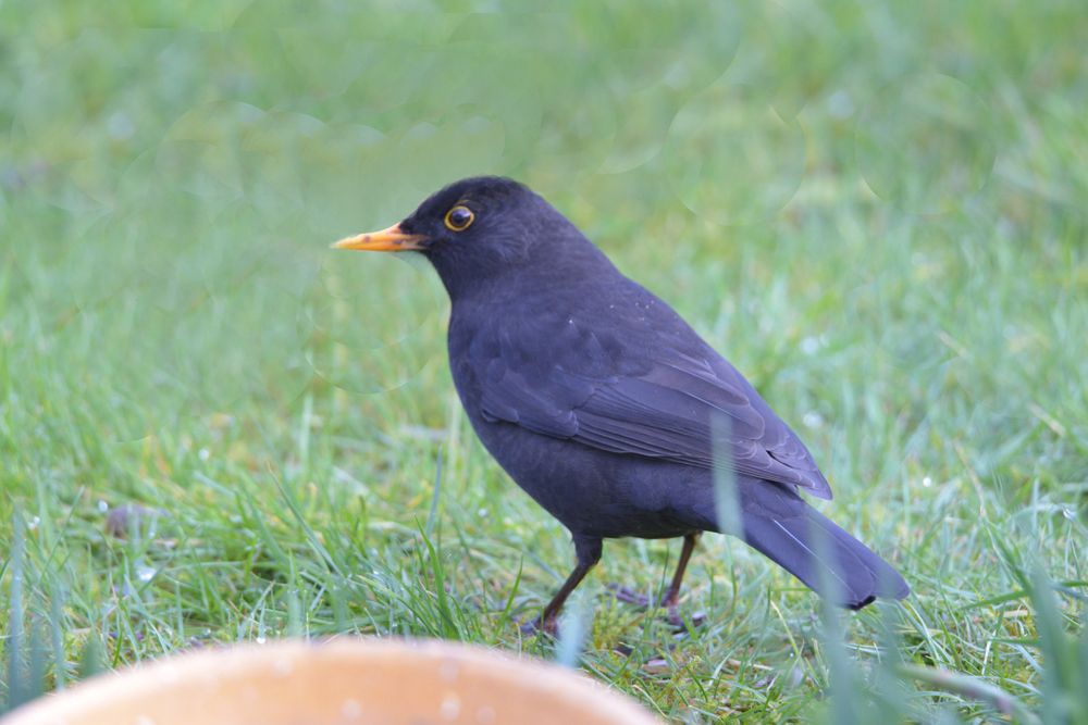 Le merle photo et image | animaux, animaux sauvages, oiseaux Images ...