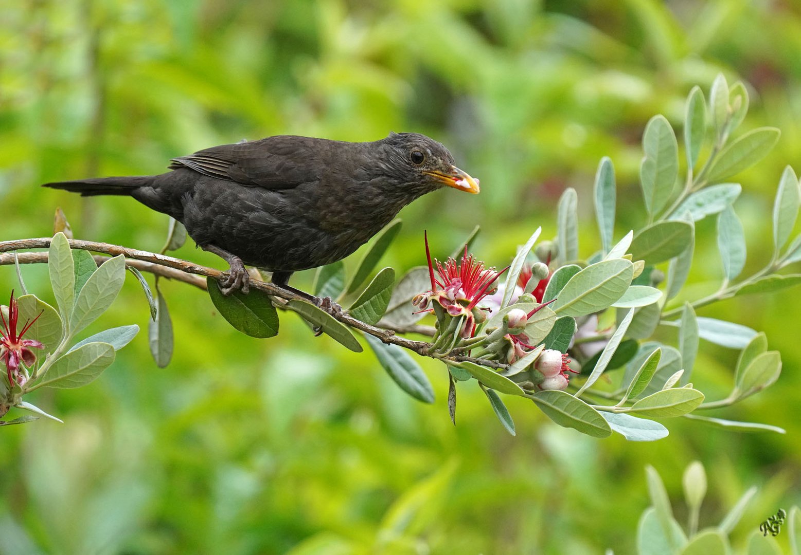 Le merle gourmand....sur le feijoa