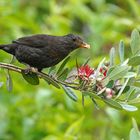 Le merle gourmand....sur le feijoa