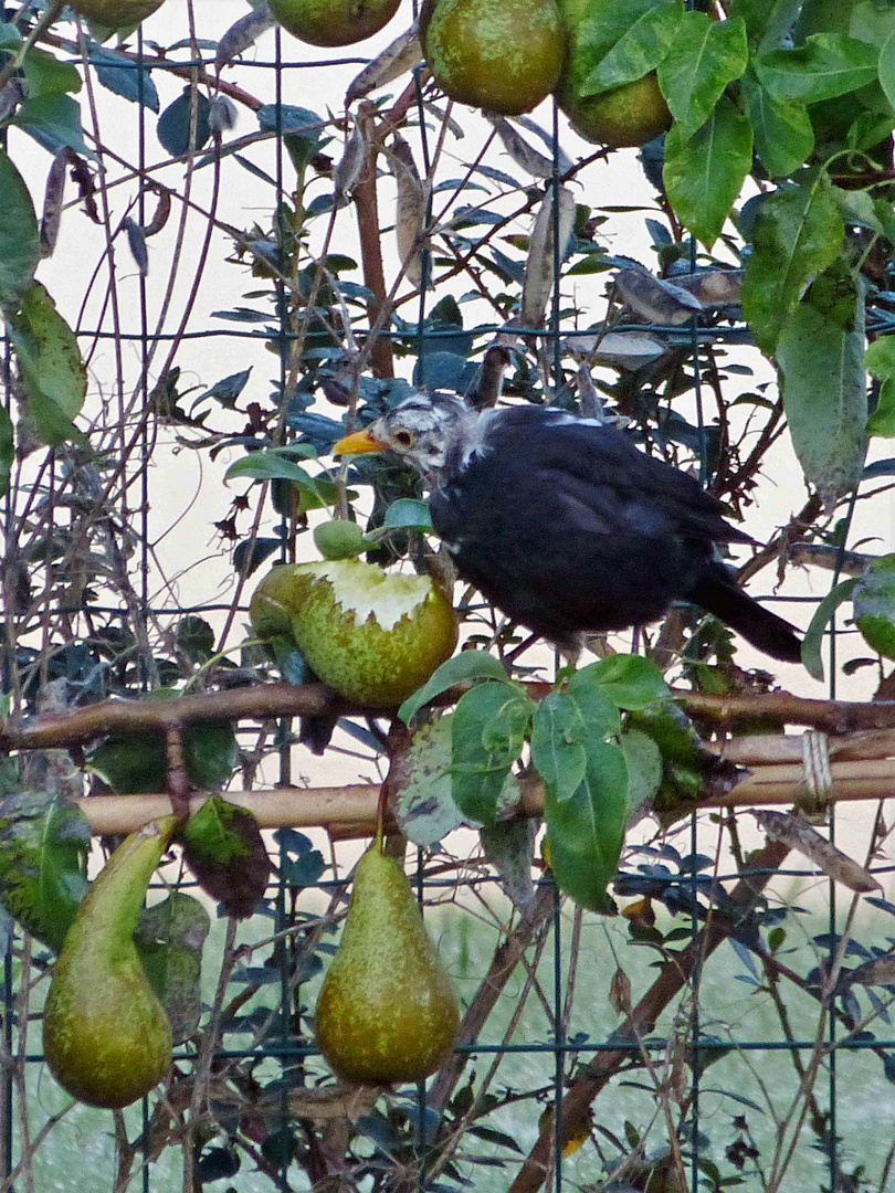 le merle moqueur qui se paye ma poire