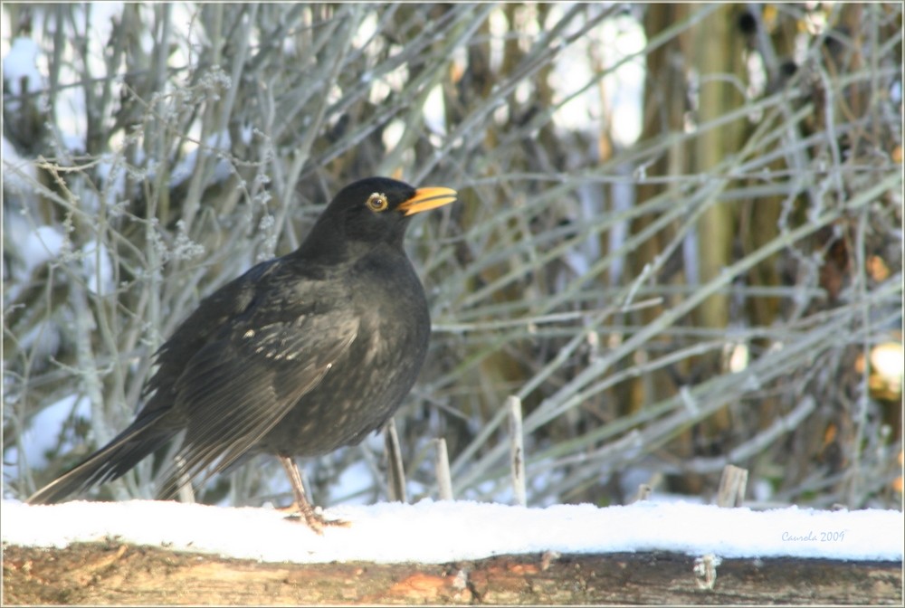 Le merle noir à bec jaune (mâle)