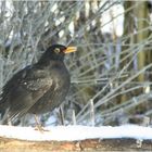 Le merle noir à bec jaune (mâle)