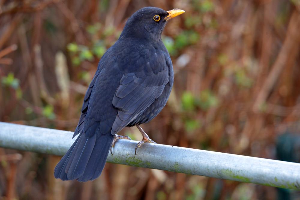 Le merle pose photo et image | animaux, animaux sauvages, oiseaux ...