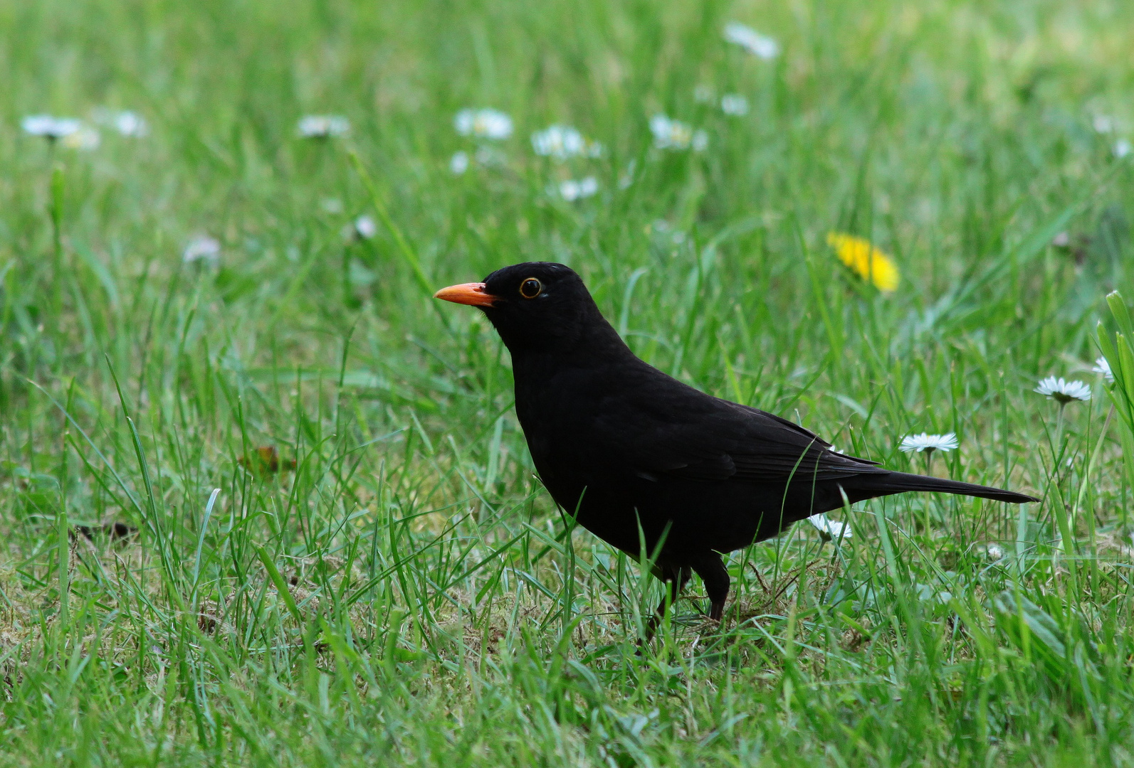 le merlin moqueur