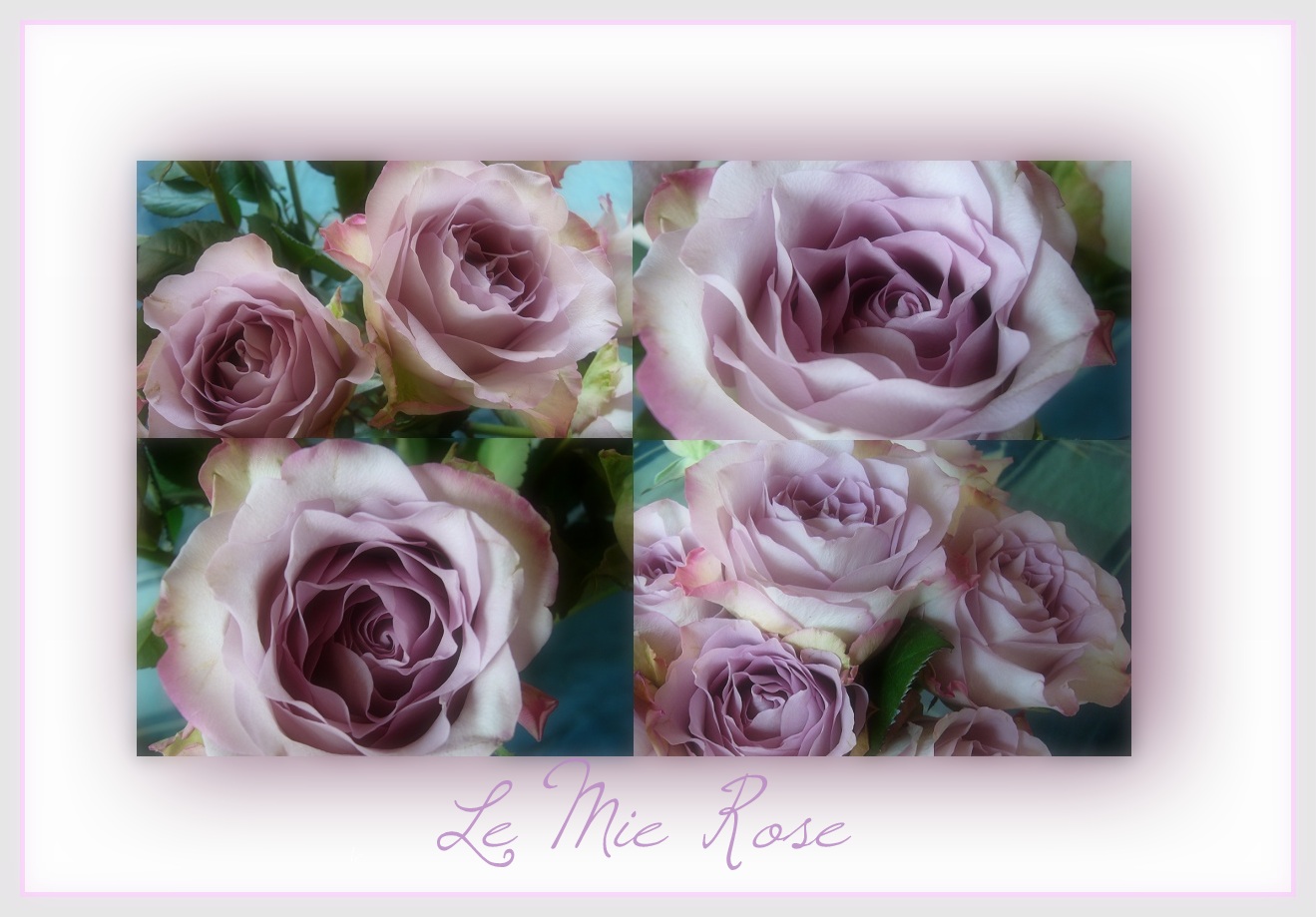 Le Mie Rose