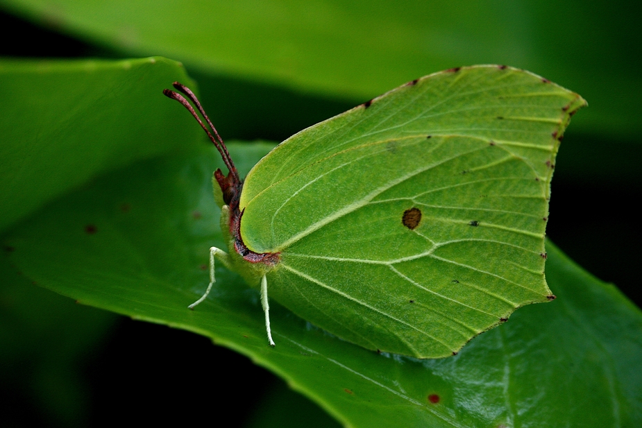 Le mime vert...