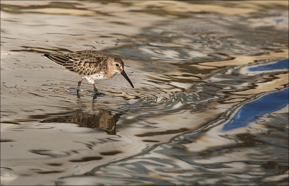 Le mimétisme du bécasseau variable