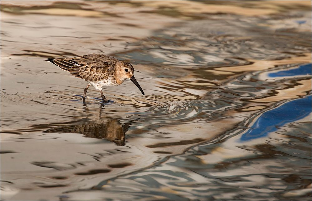 Le mimétisme du bécasseau variable