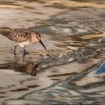 Le mimétisme du bécasseau variable