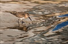 Le mimétisme du bécasseau variable