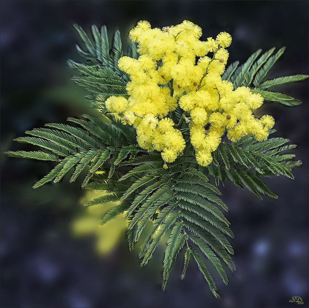 Le mimosa du jardin 