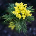 Le mimosa du jardin 