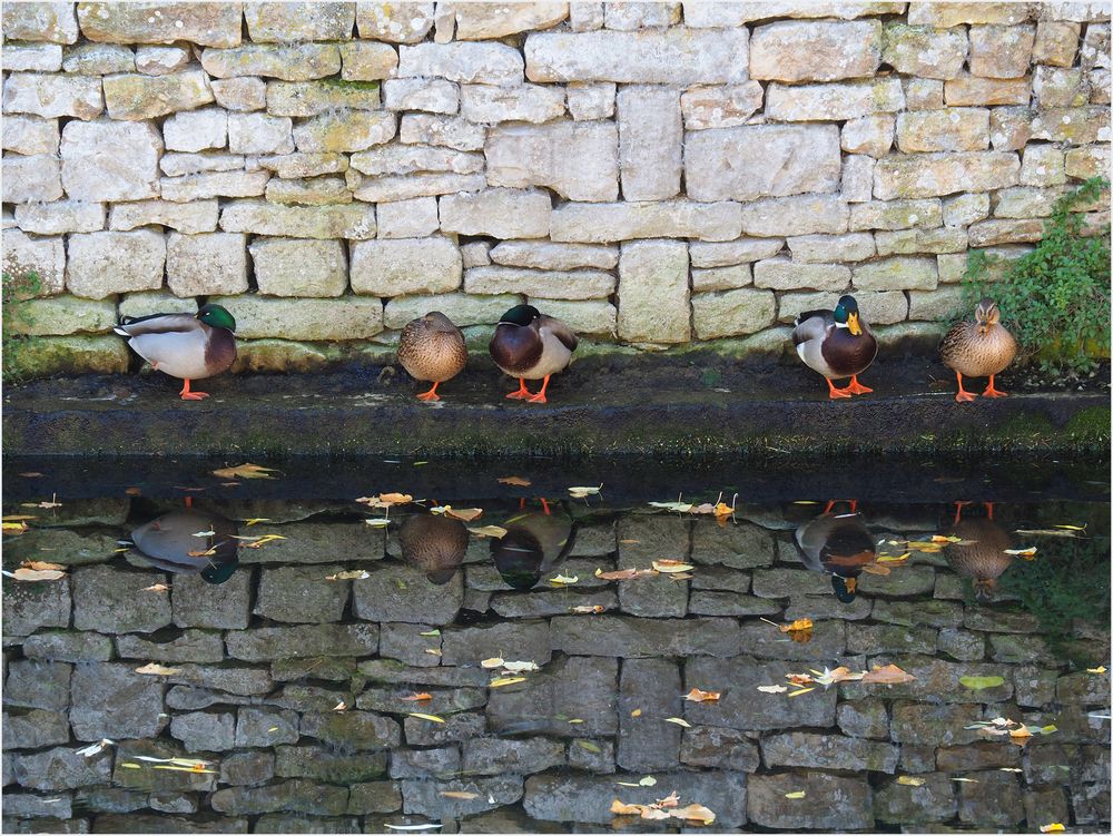 Le miroir aux canards