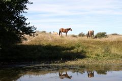 le miroir aux chevaux