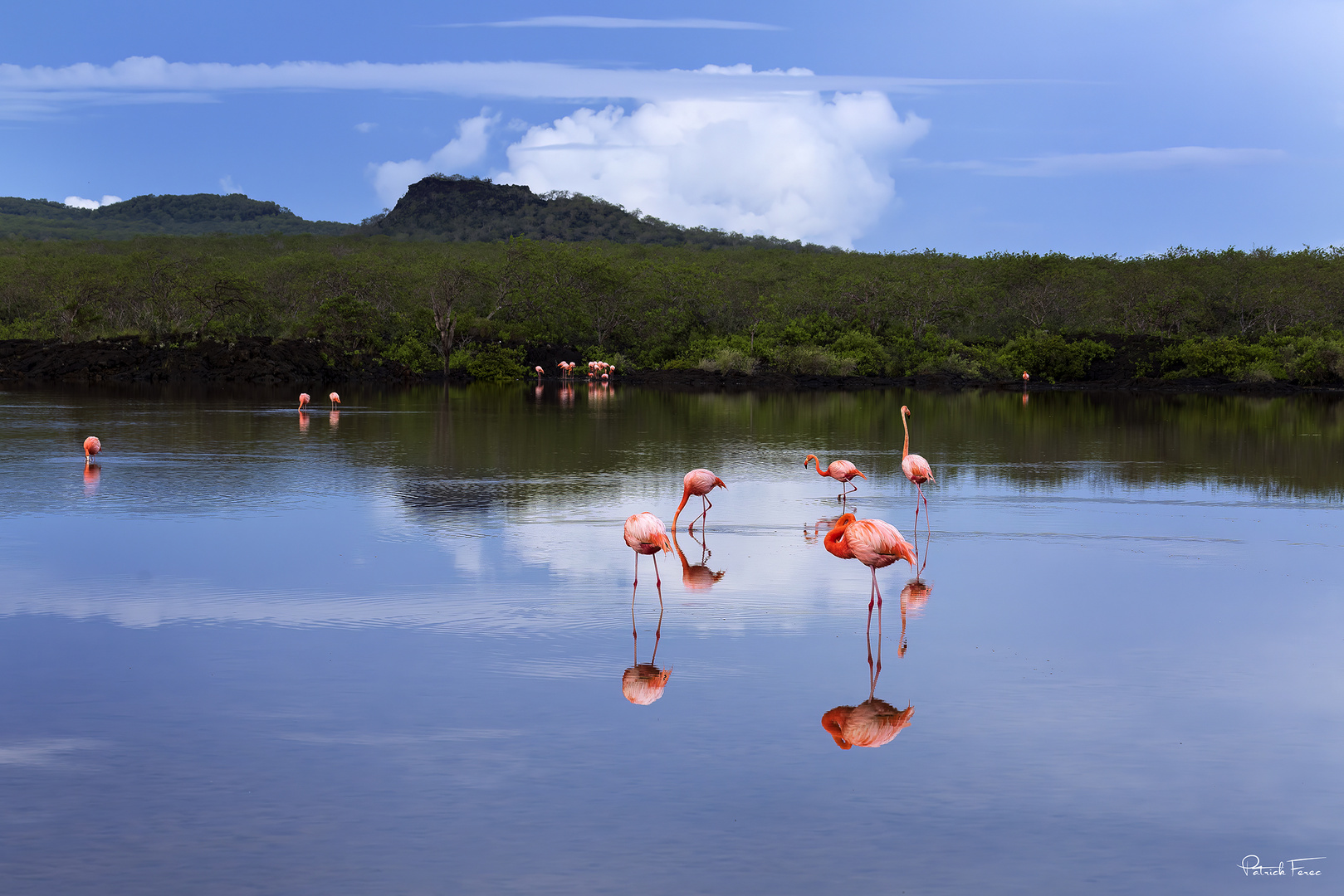 le miroir aux flamants