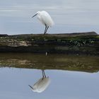 Le miroir de l'aigrette .....