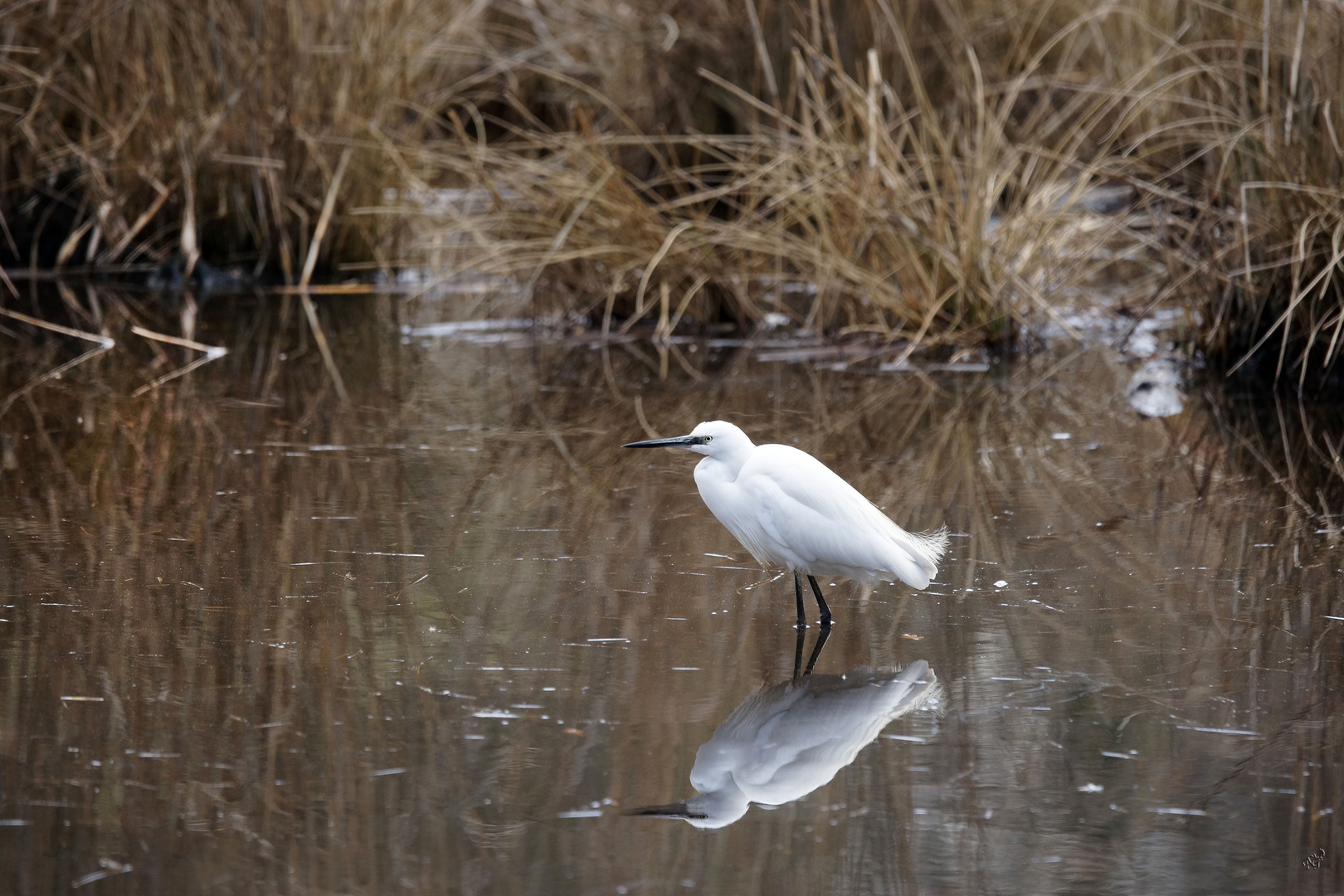 Le miroir de l'aigrette