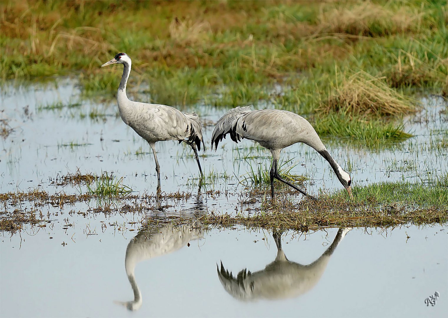 Le miroir des grues cendrées