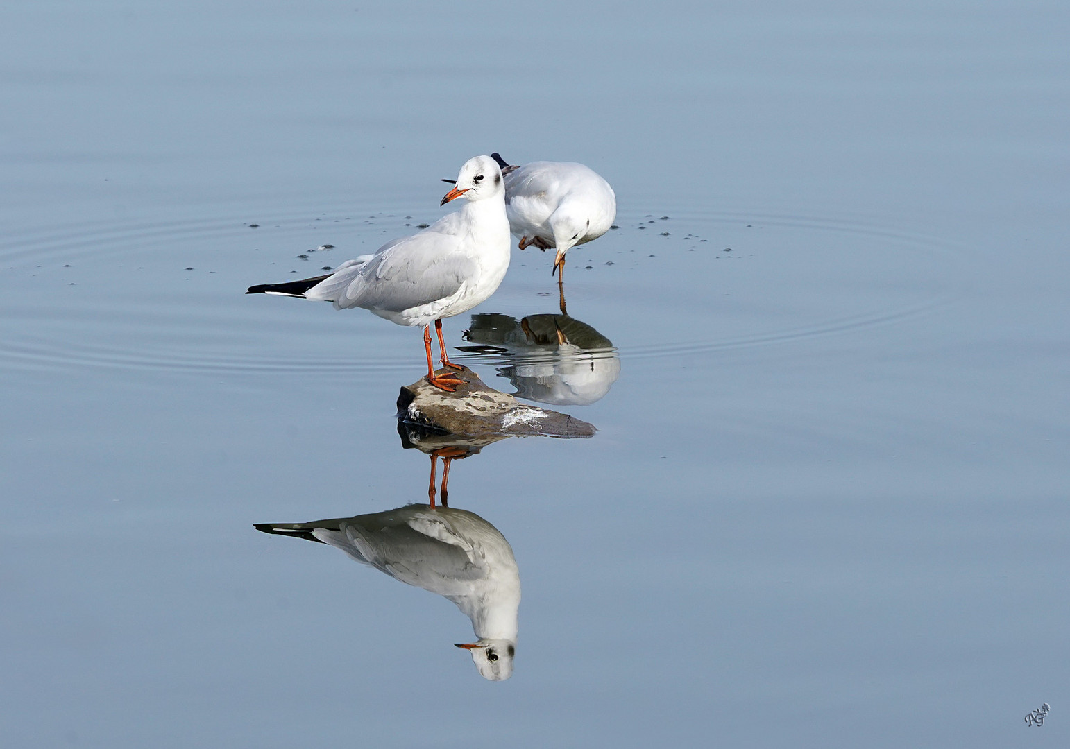 Le miroir des mouettes...