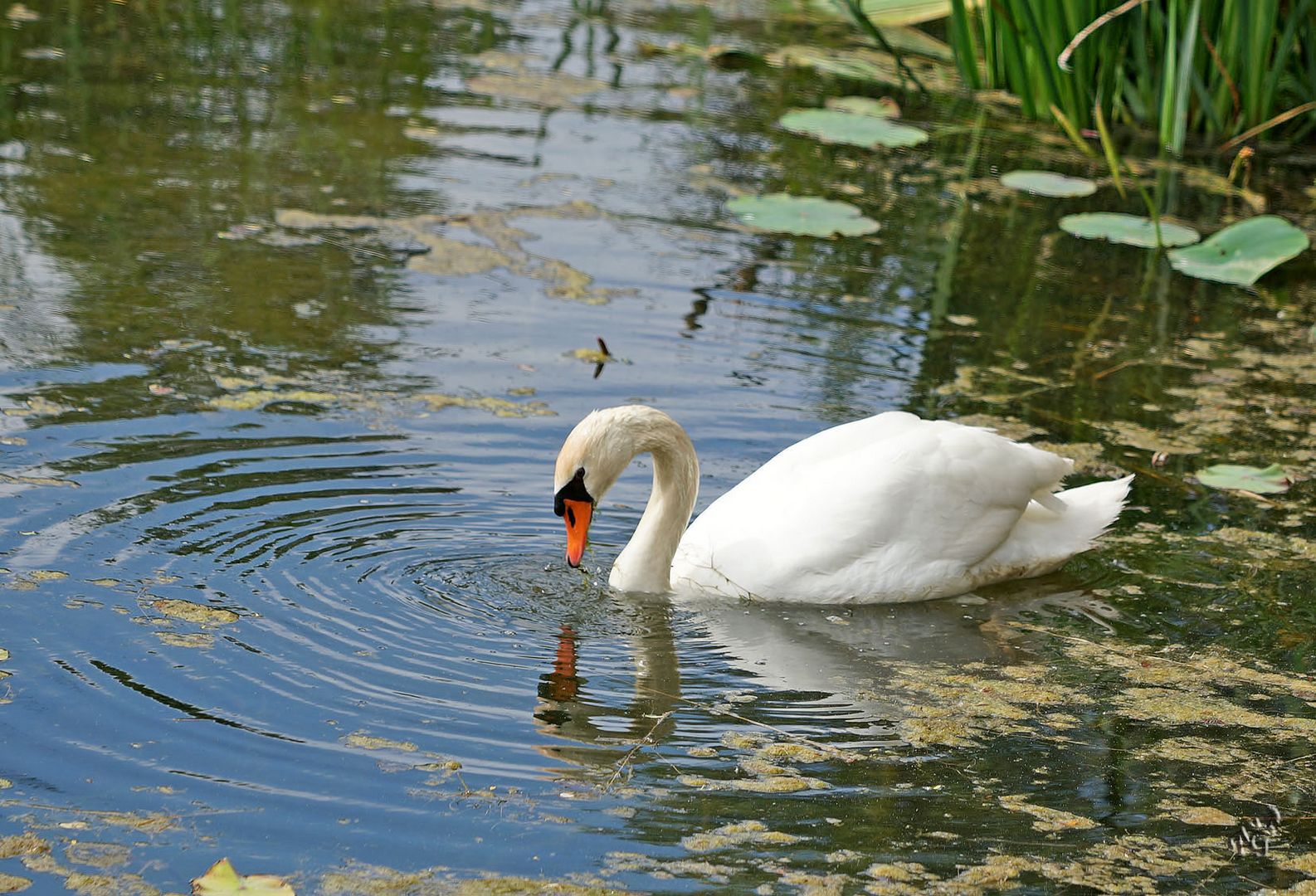 Le miroir du cygne