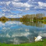 Le miroir du cygne...