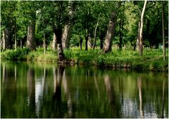 Le miroir du marais