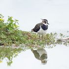 Le miroir du vanneau huppé