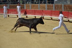 Le même raseteur ou (razeteur) poursuivi par son ombre