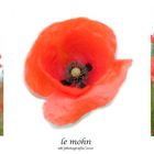 Le Mohn