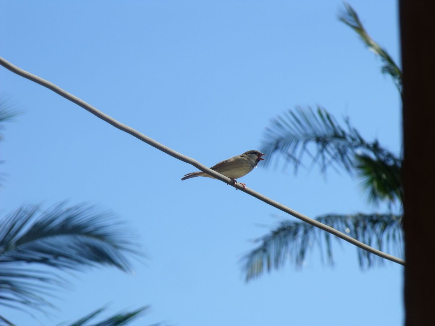 Le moineau