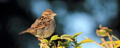 LE MOINEAU