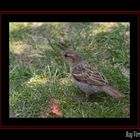 le moineau