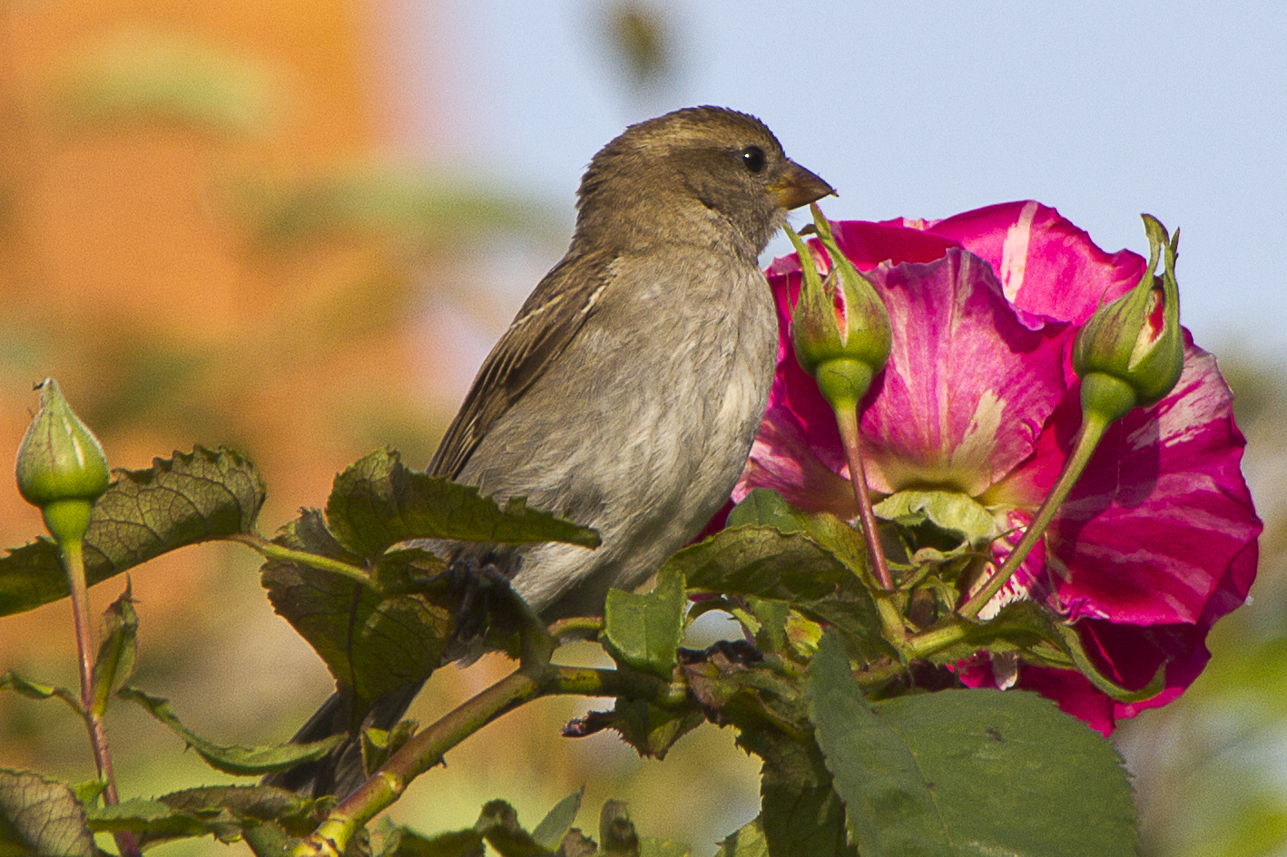 Le moineau a la rose