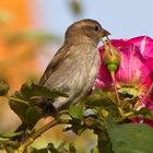 Le moineau a la rose