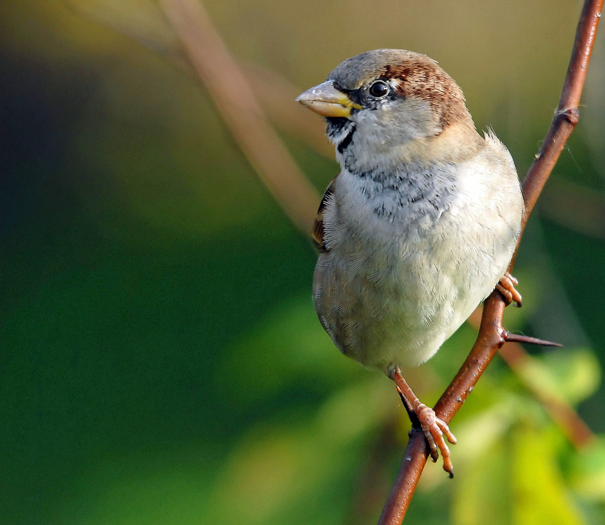 Le moineau