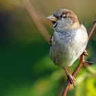 Le moineau