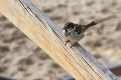 le moineau !