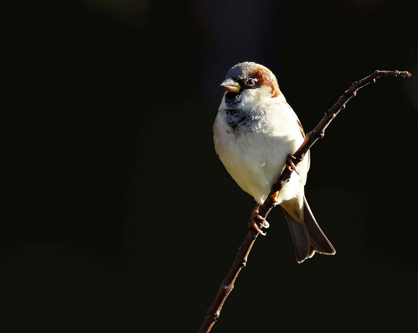 Le moineau