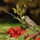 Le moineau