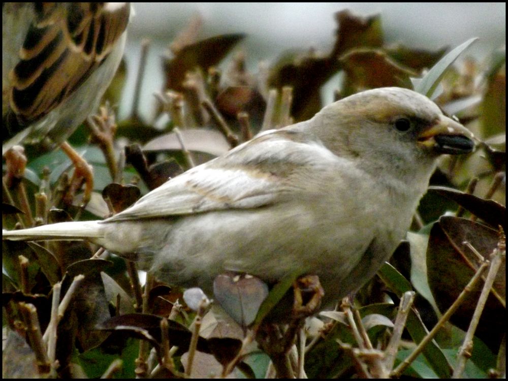 Le moineau blanc... de passionpixel 