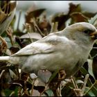 Le moineau blanc...