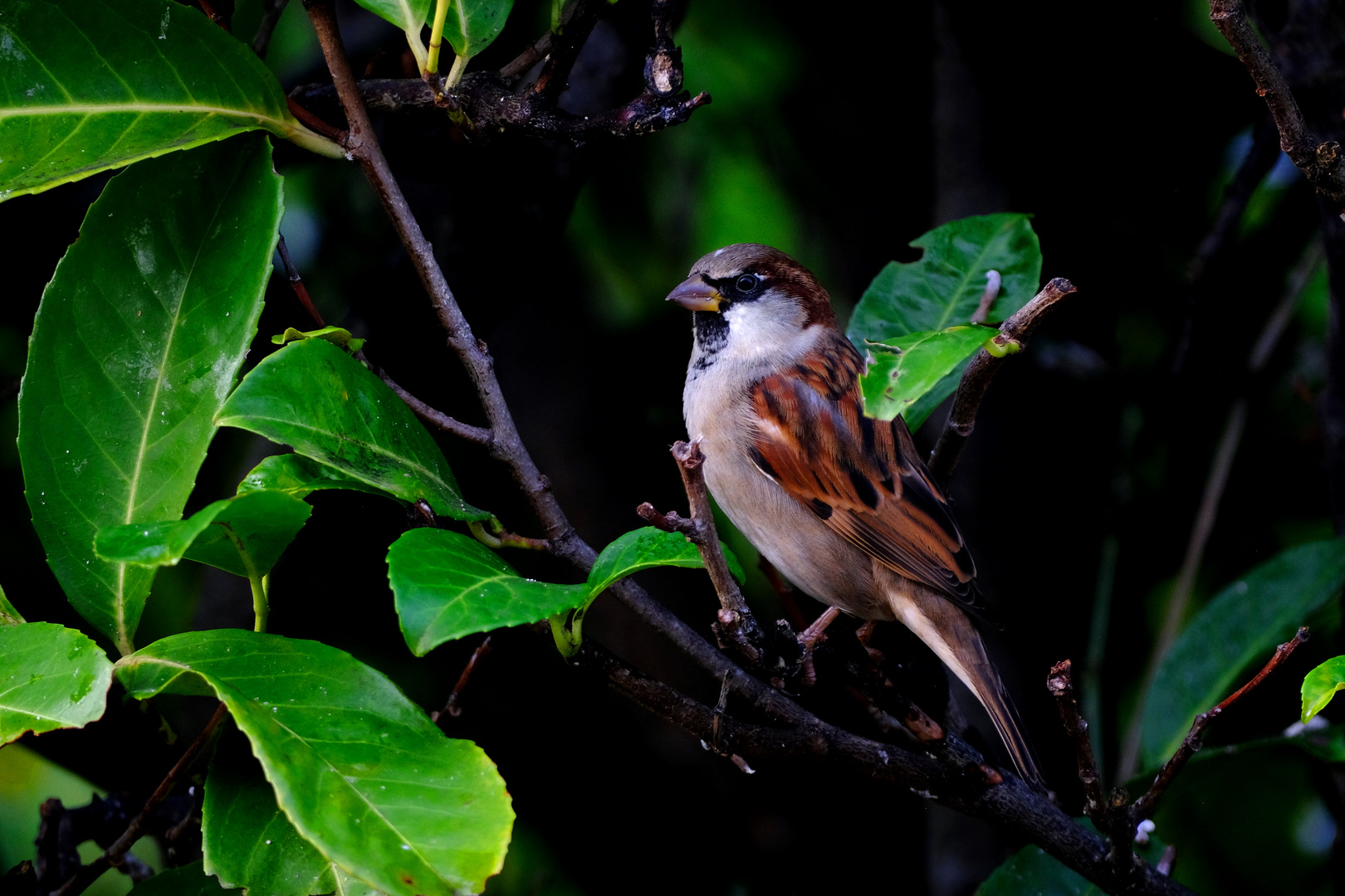 le moineau 