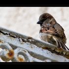 Le moineau de Grau-du-Roi